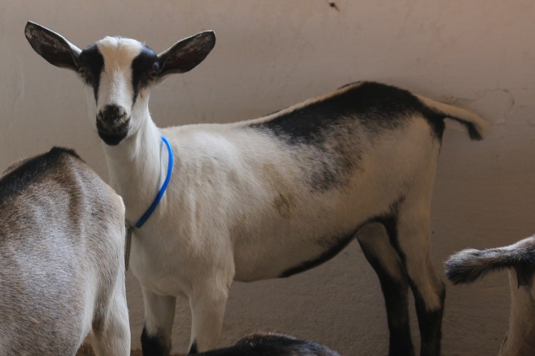 Caprina Alpina americana