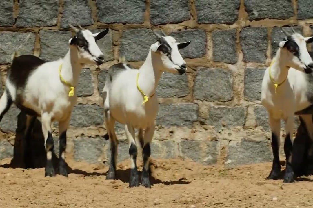 Caprina Alpina americana