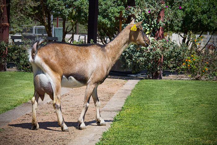 Raza Caprina Alpina Francesa