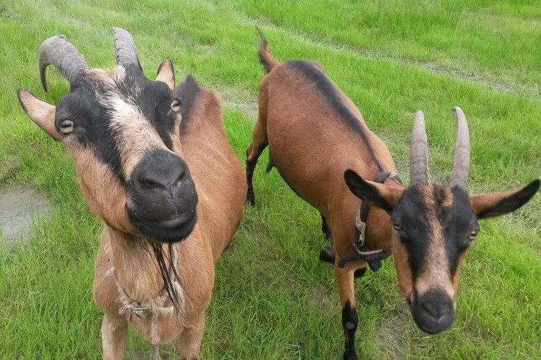 Raza Caprina Alpina Francesa