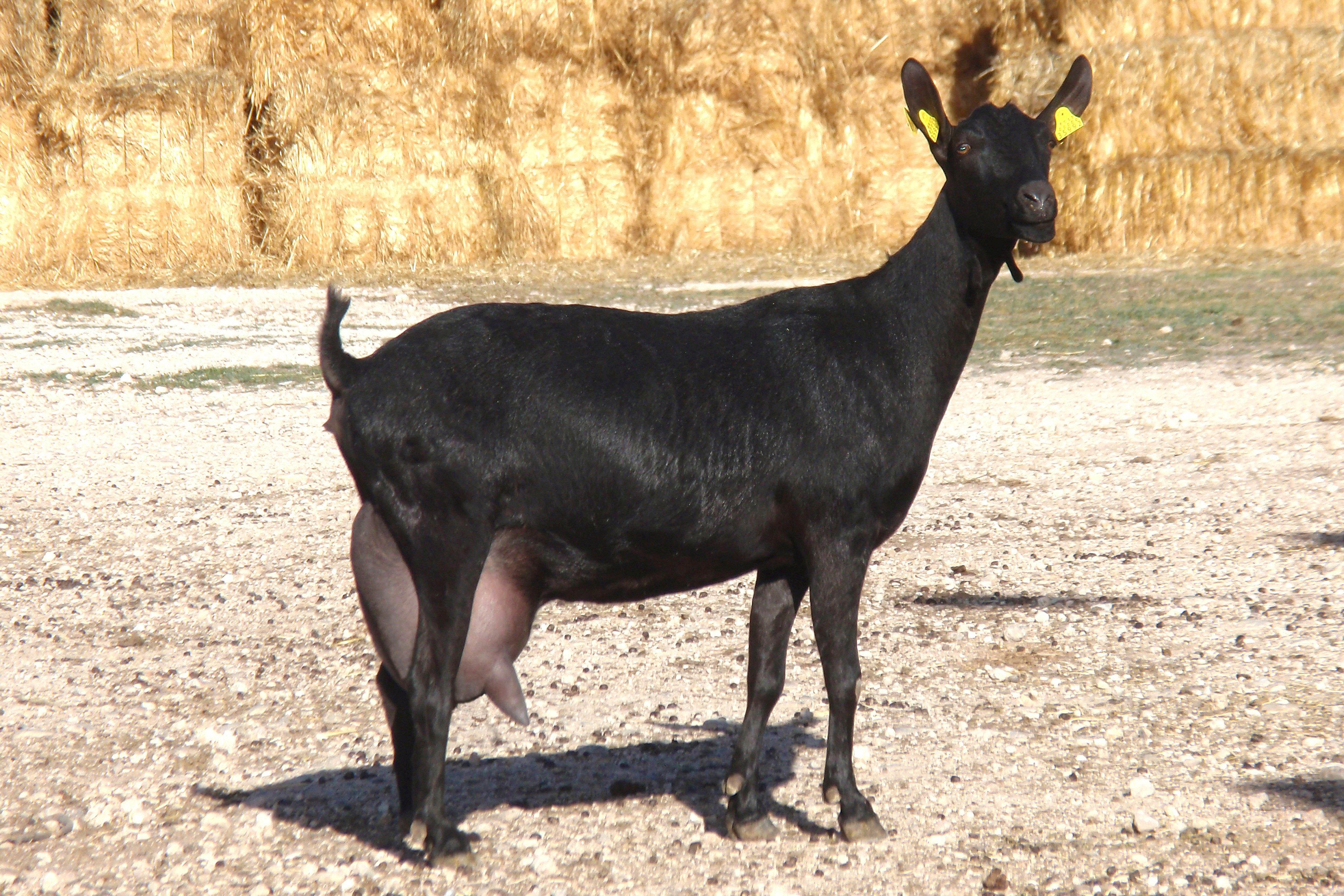 Caprina Murciano Granadina