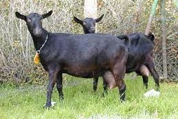 Caprina Murciano Granadina