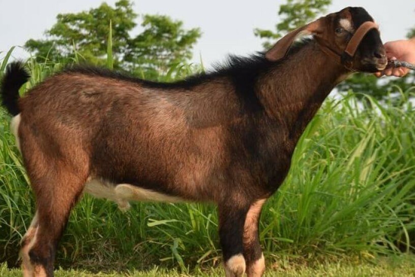 anglo nubiana bolivia