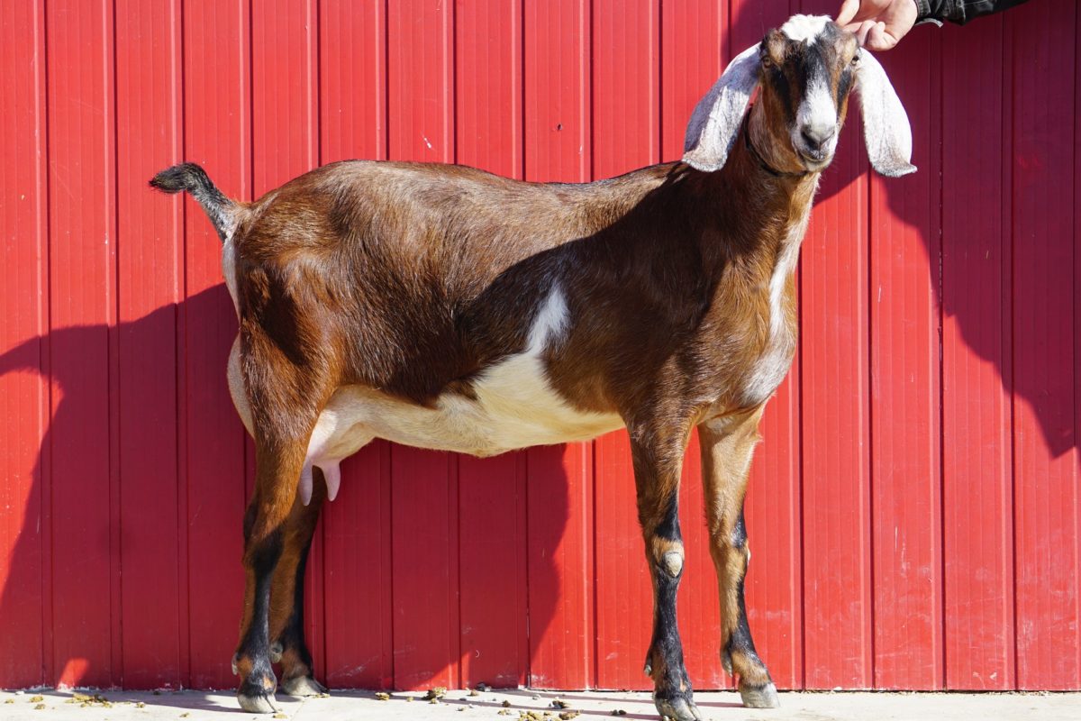 anglo nubiana bolivia