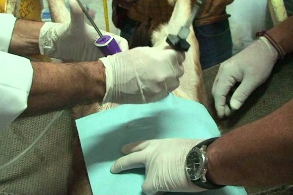 transferencia de embrion caprinos